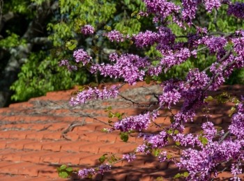 5. međunarodni kongres o ruralnom turizmuRuralni turizam-61