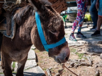 5. međunarodni kongres o ruralnom turizmuTirena i ledenice-125